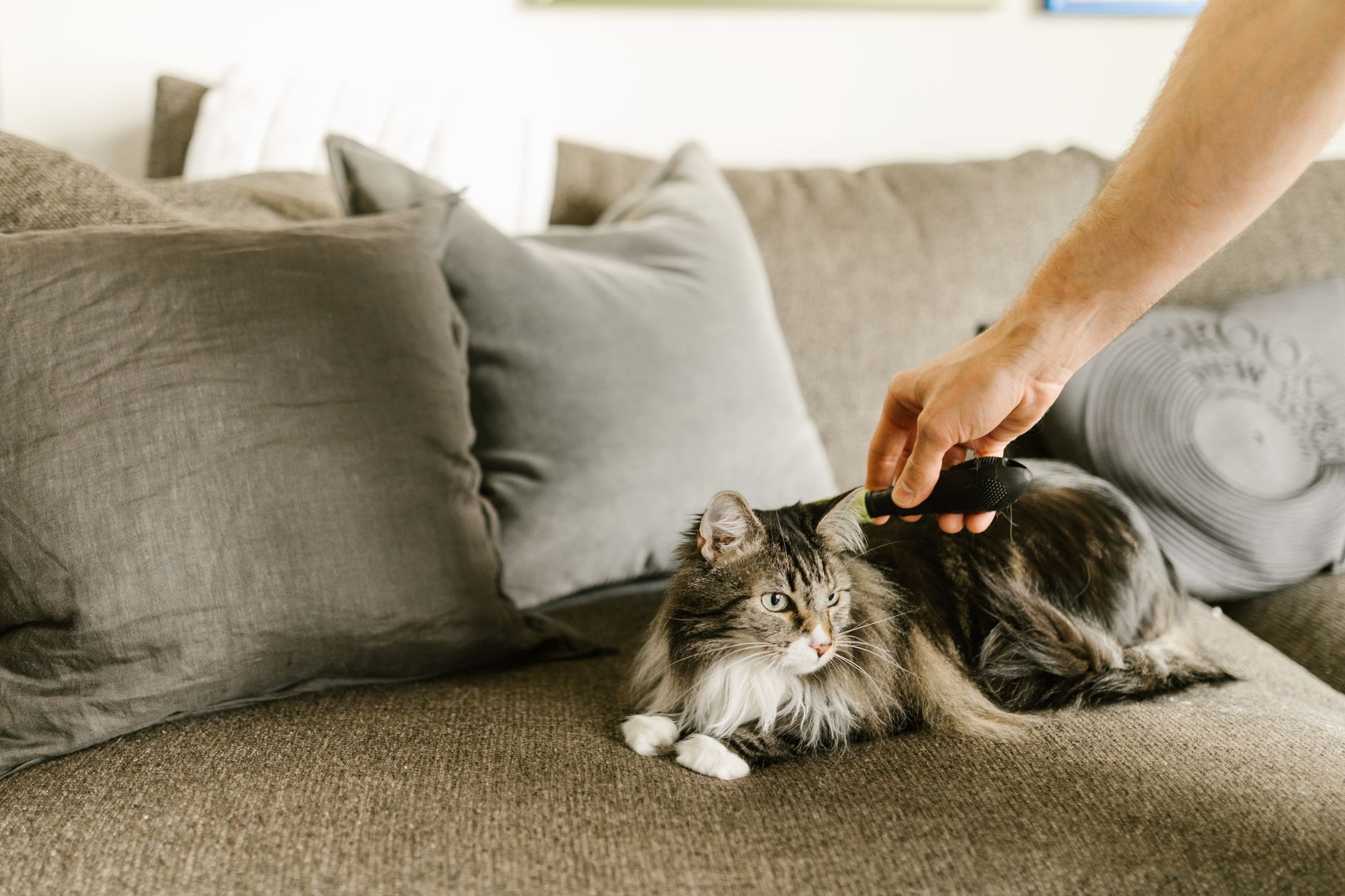 Long haired cat being brushed during its moult