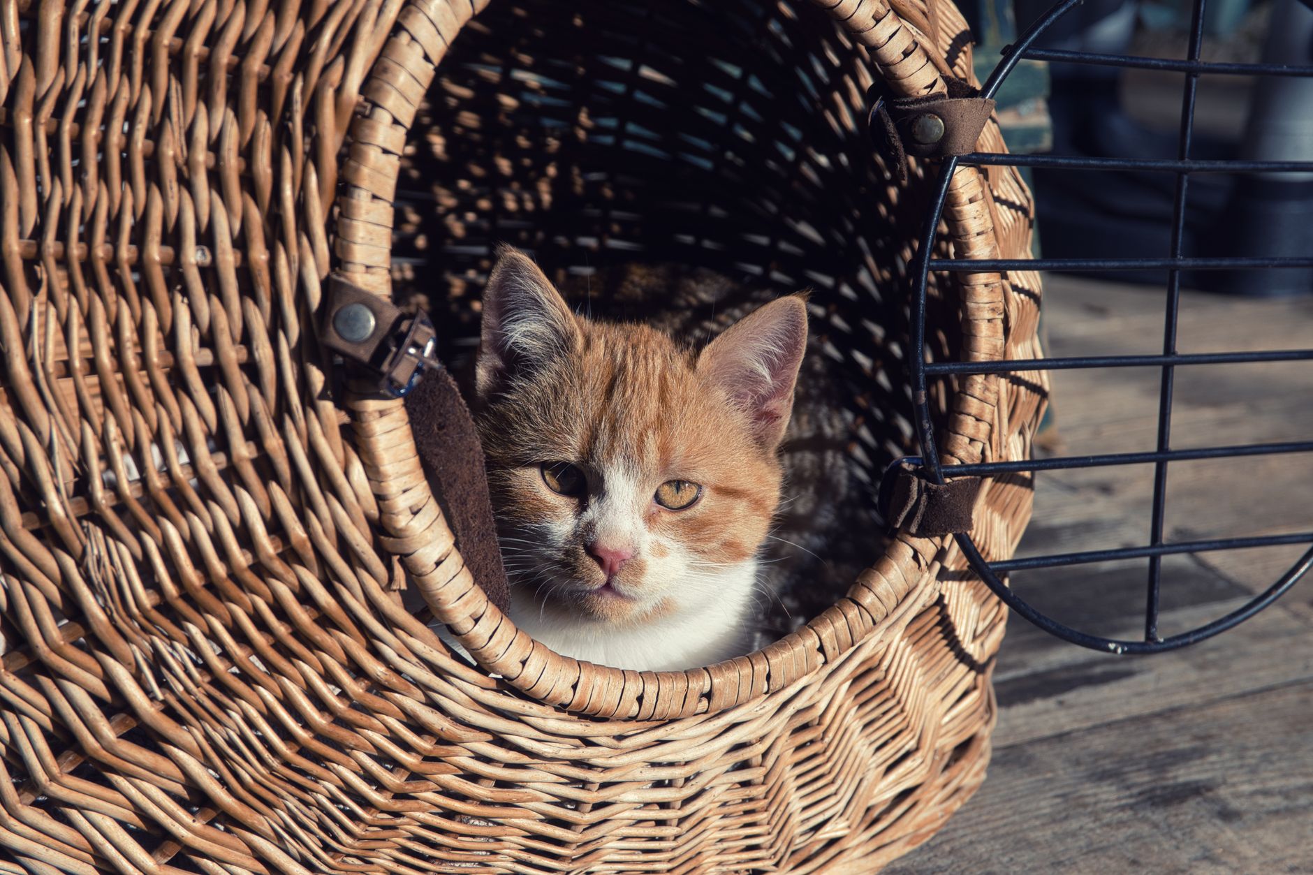 Cat settled inside its carrier