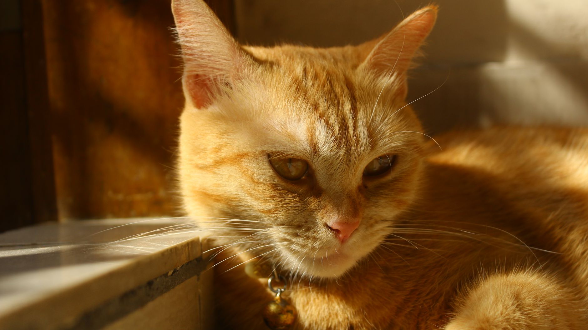 Enrichissement environnemental chat : guide complet