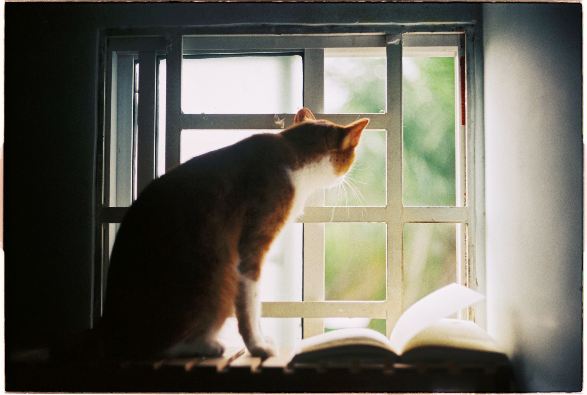 Cat sitting on a windowsill looking outside