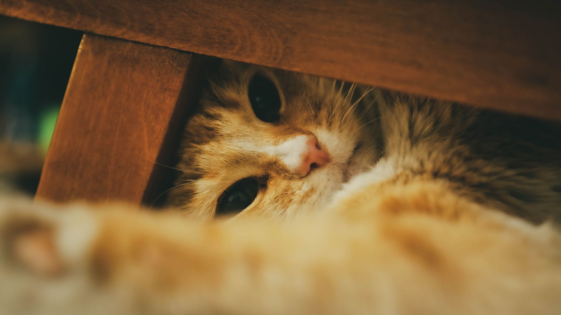 Cat lying on a living room floor looking distant