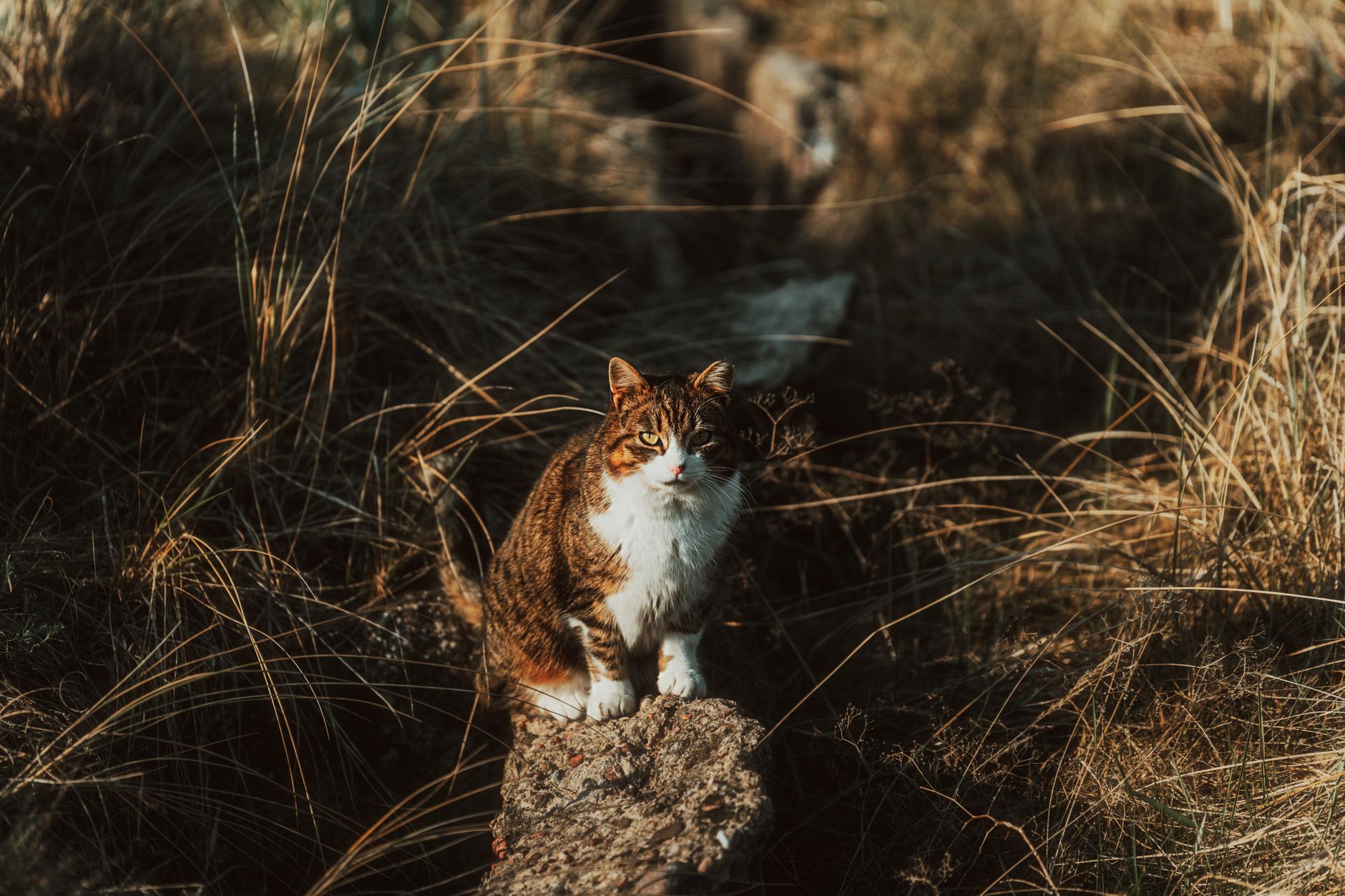 Cat walking through long grass in a garden