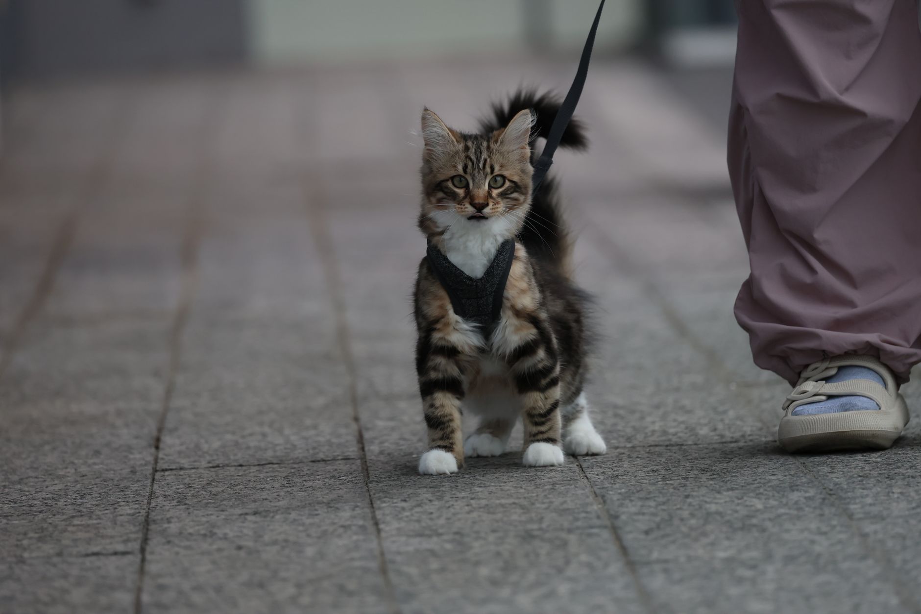 Cat exploring outdoors in a harness