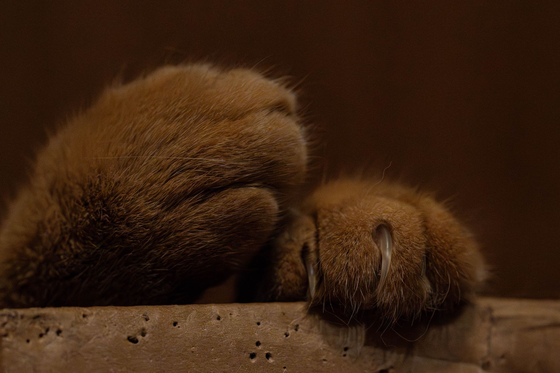 Close-up of a cat’s paw with the claws out