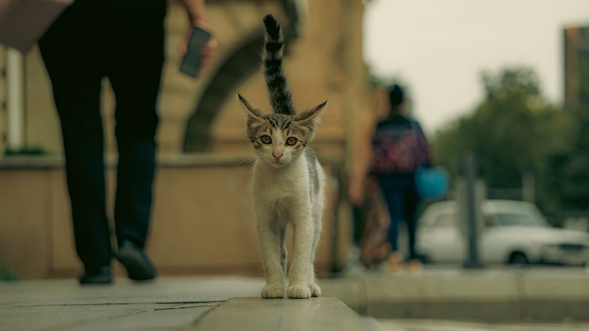 How to socialise a kitten: Sachat’s guide