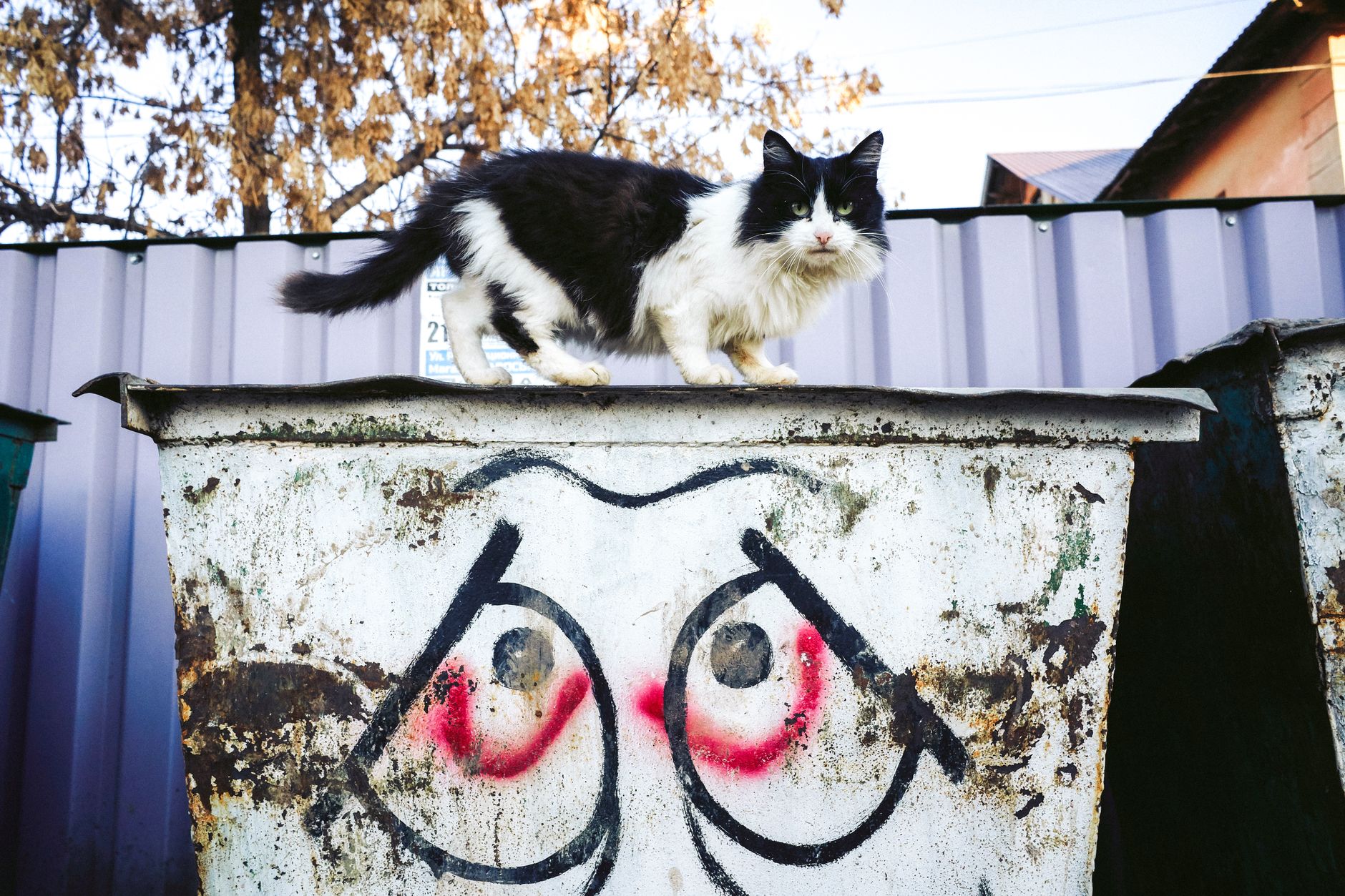 Cat Marking Territory: 6 Solutions That Actually Work