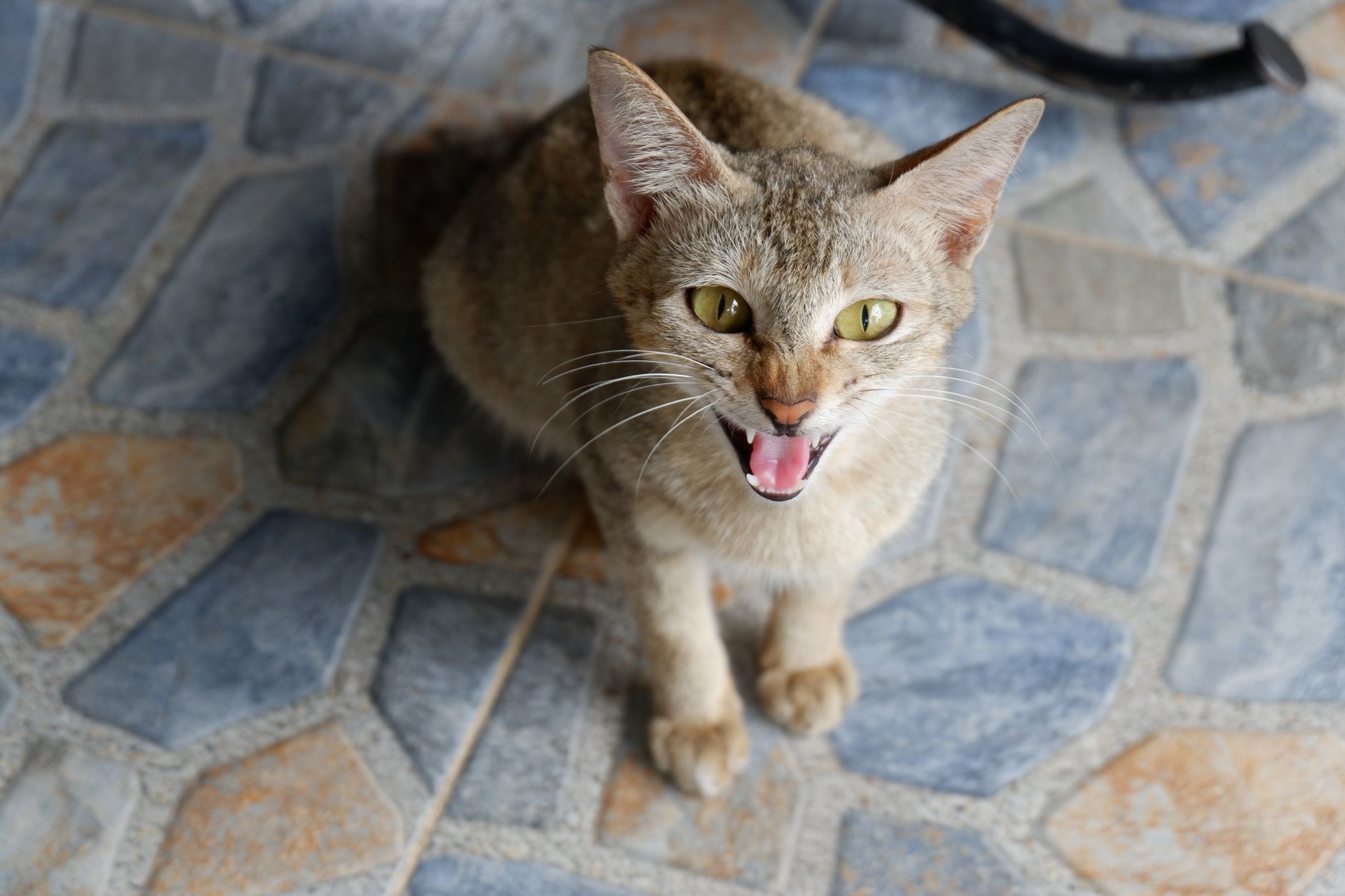 Aggression in Cats: Understand and Calm Your Feline