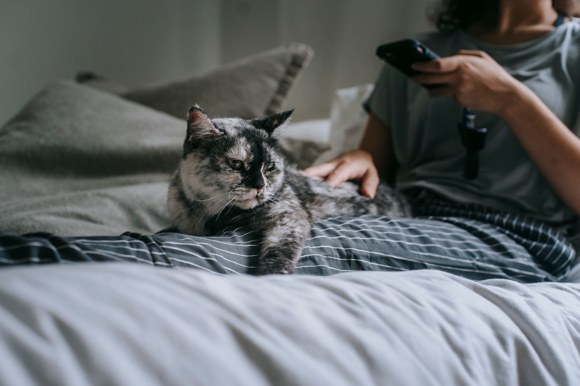 Cat Waking You at Night to Eat: What to Do