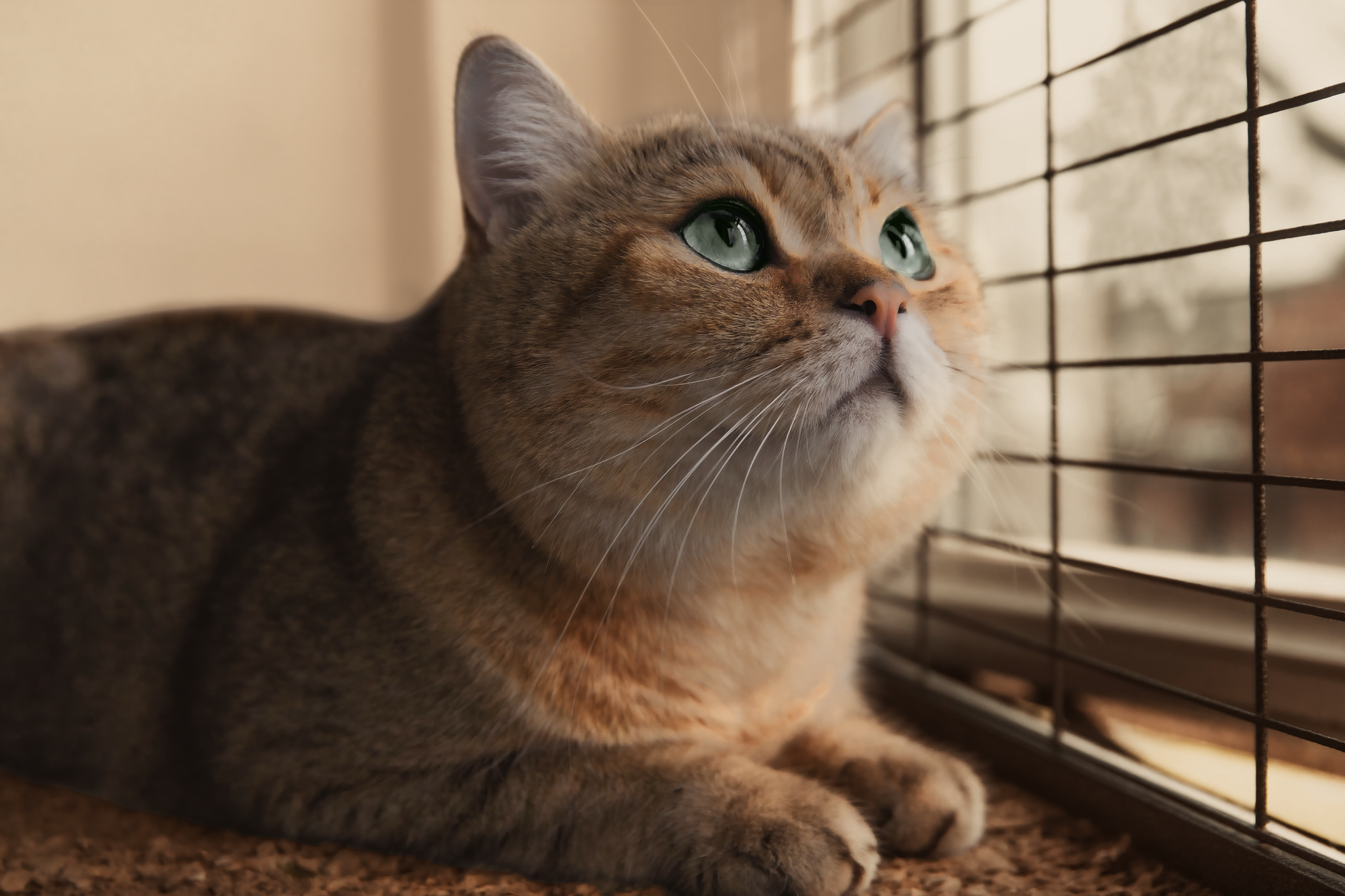 Bored Indoor Cat: What to Do to Keep Him Busy
