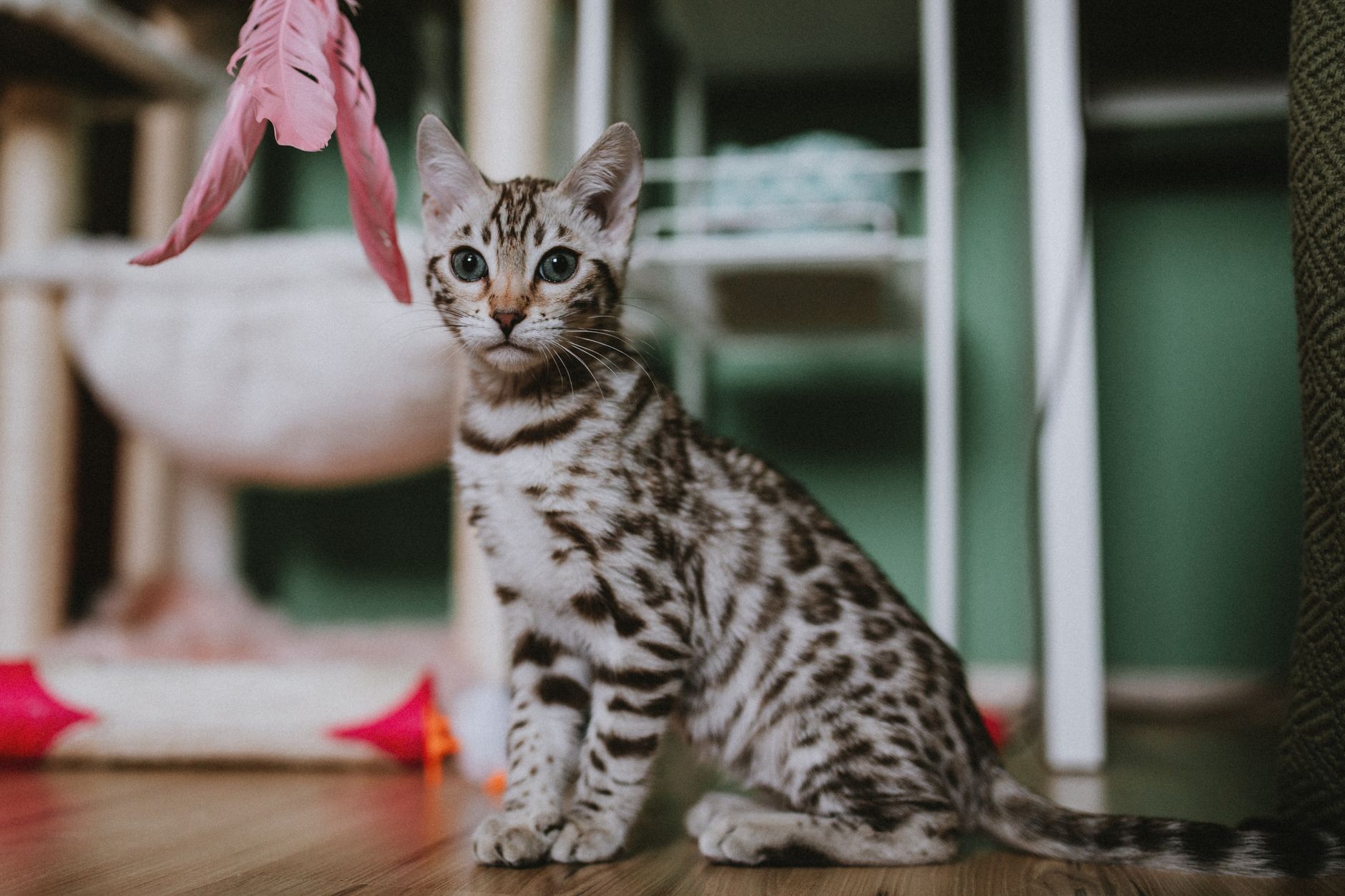 Indoor Cat Exercise: 8 Ideas to Get Him Moving