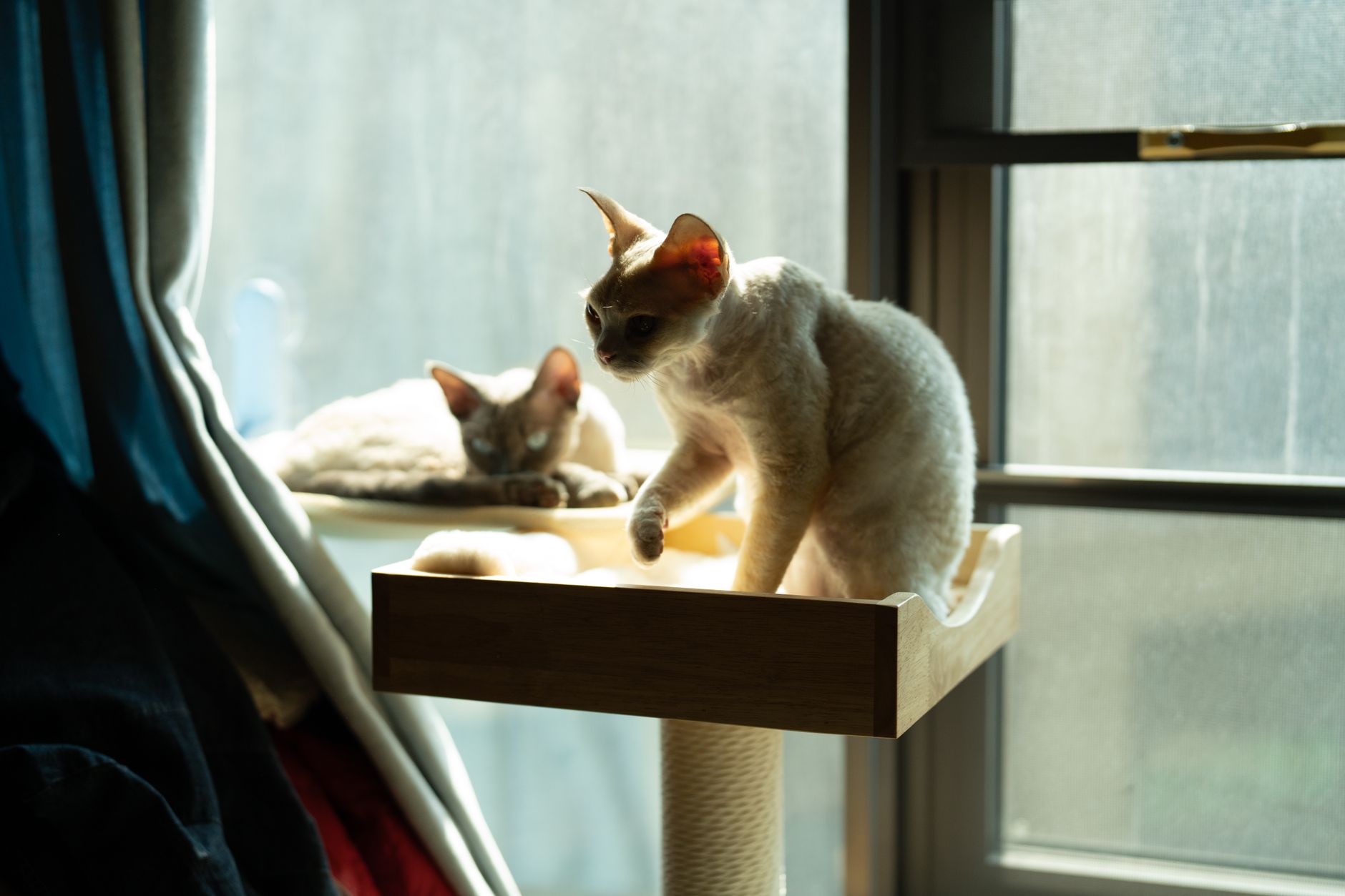 Cat-Proofing Your Home: A Pro’s Guide