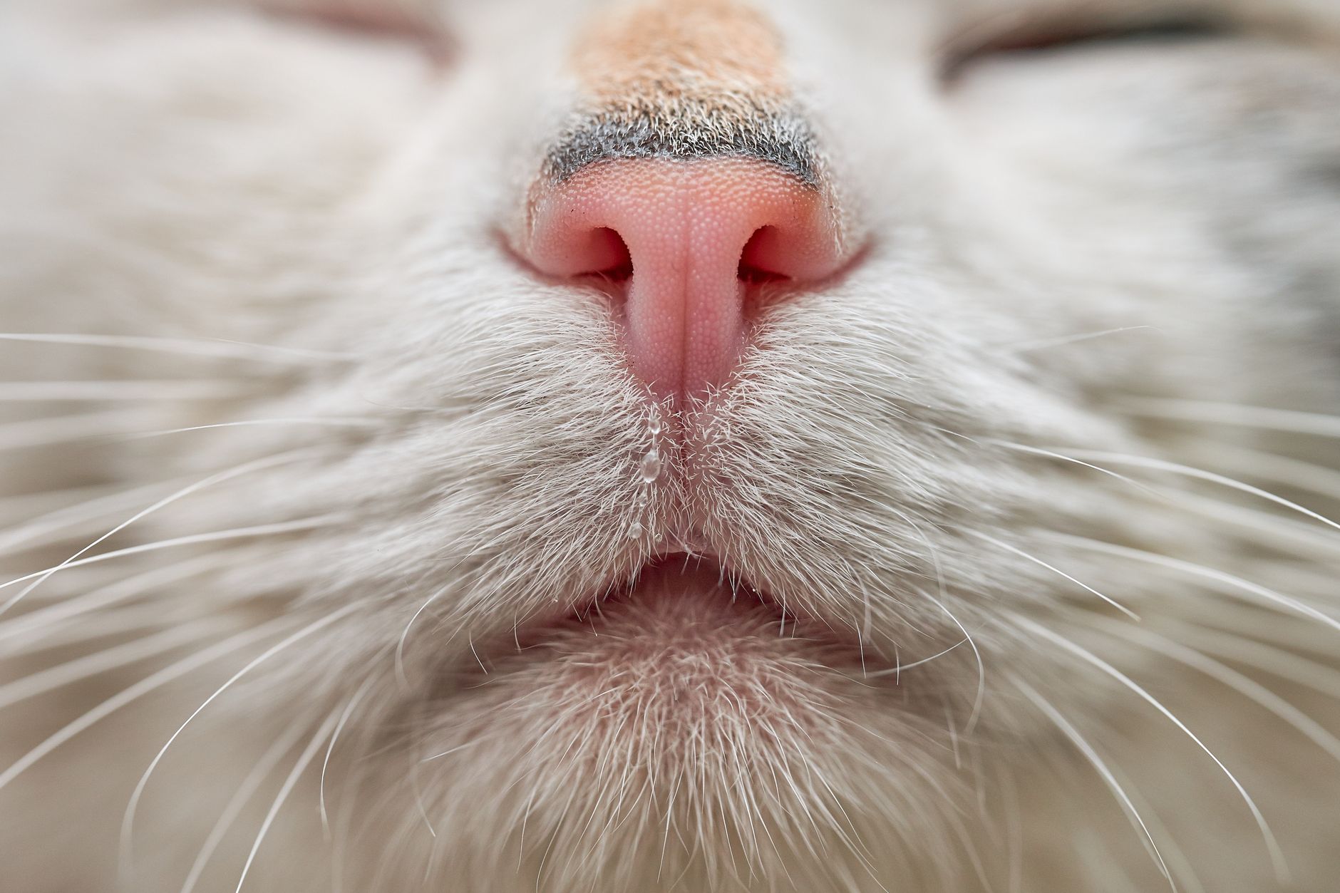My Cat Keeps Sneezing: Causes and Simple Remedies