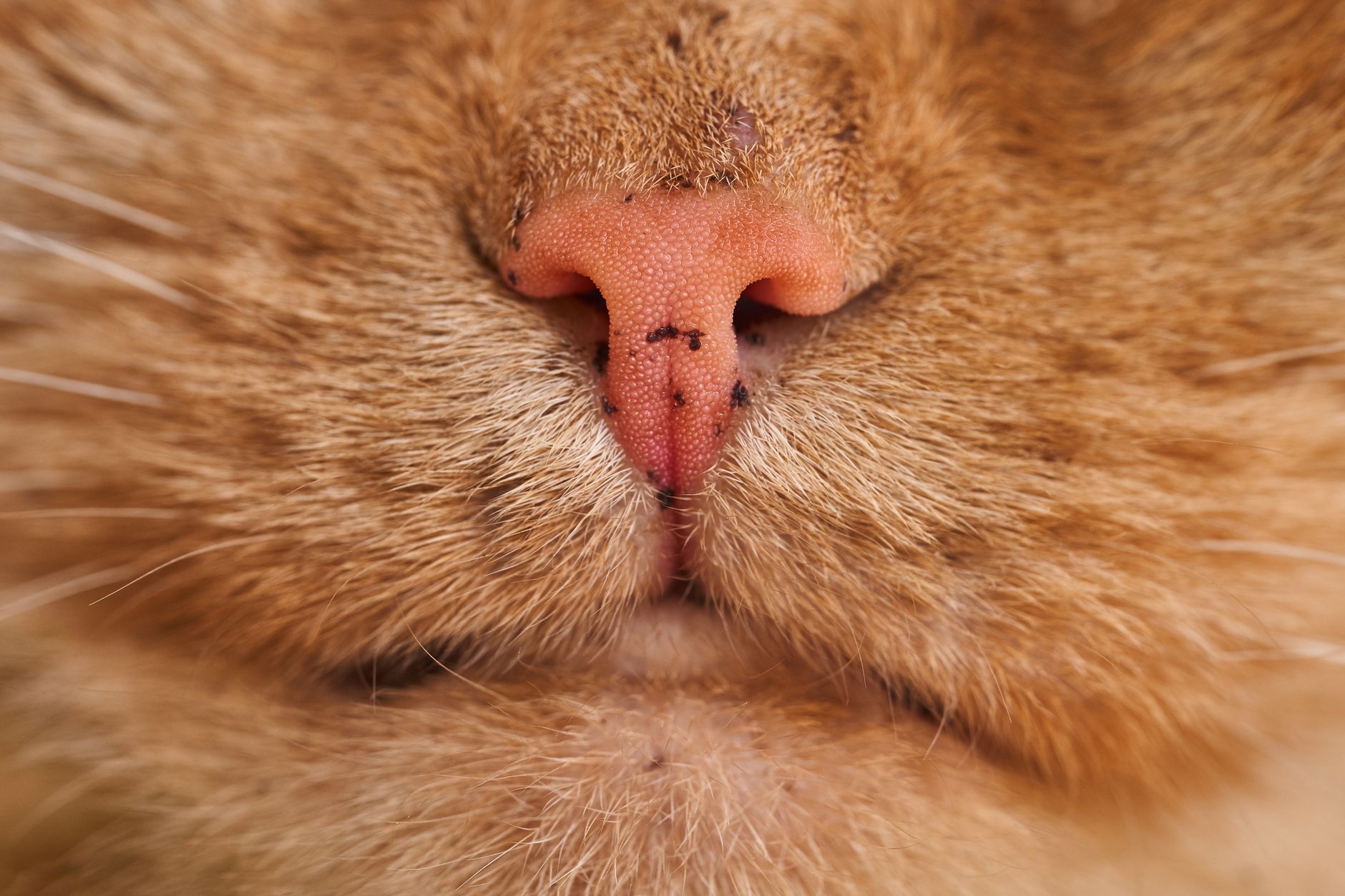 Cat Drooling: Should You Worry? The Real Causes