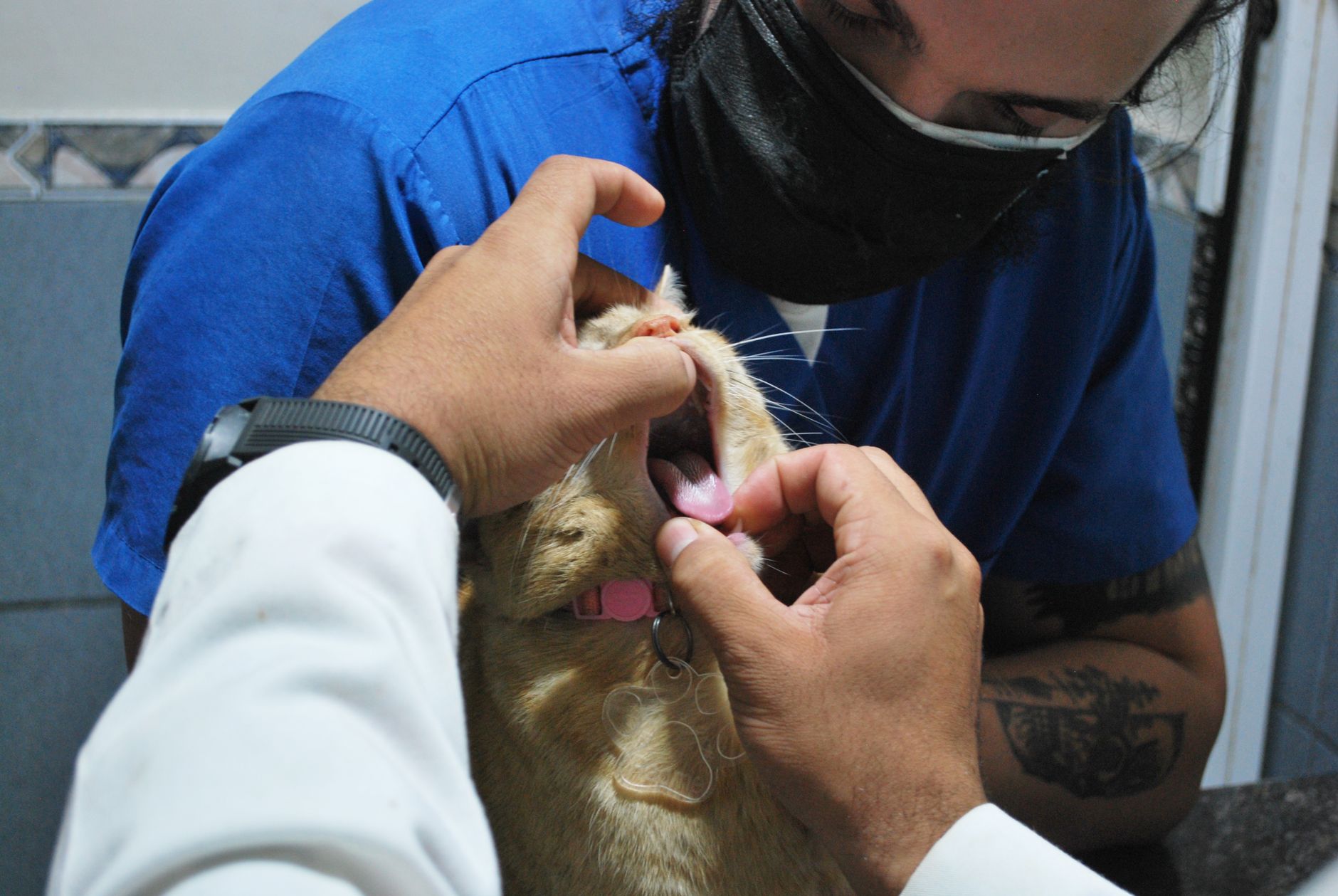 Red Gums in Cats: What Should You Do?