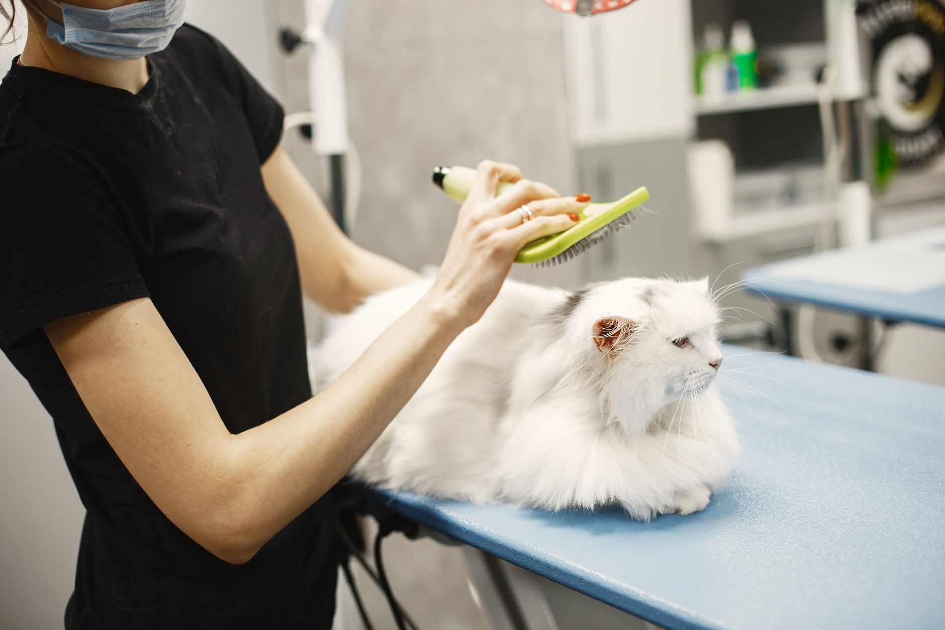 My Cat Is Losing Fur: What to Do to Limit It