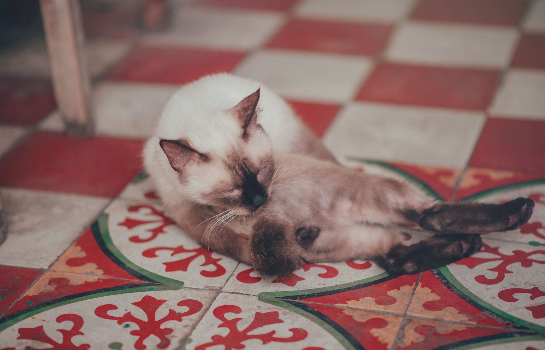 Heatstroke in Cats: Prevent It Before the Emergency