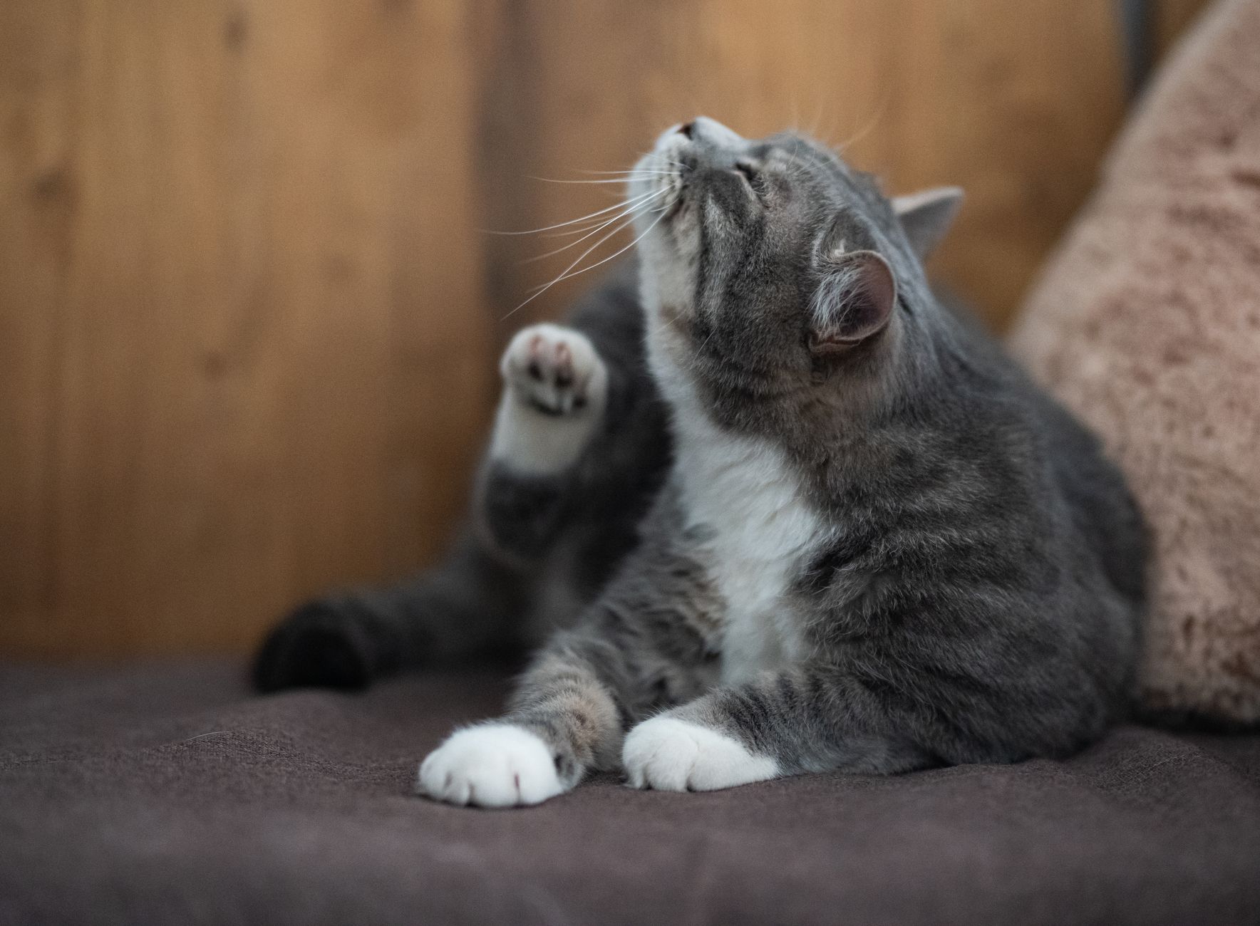 Fleas in Summer: Protect Your Cat Naturally