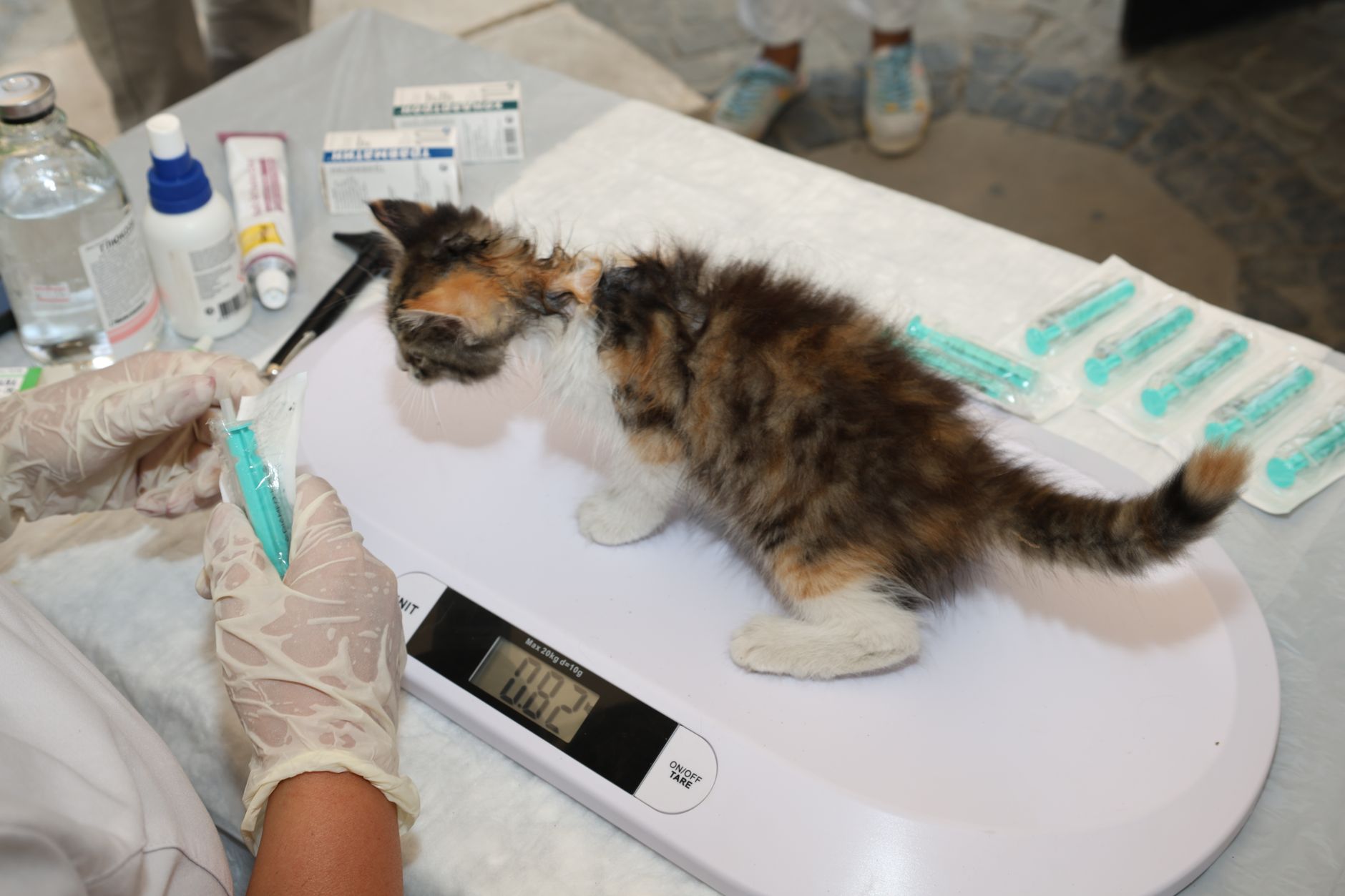 Kitten vaccinations and first aid: the guide