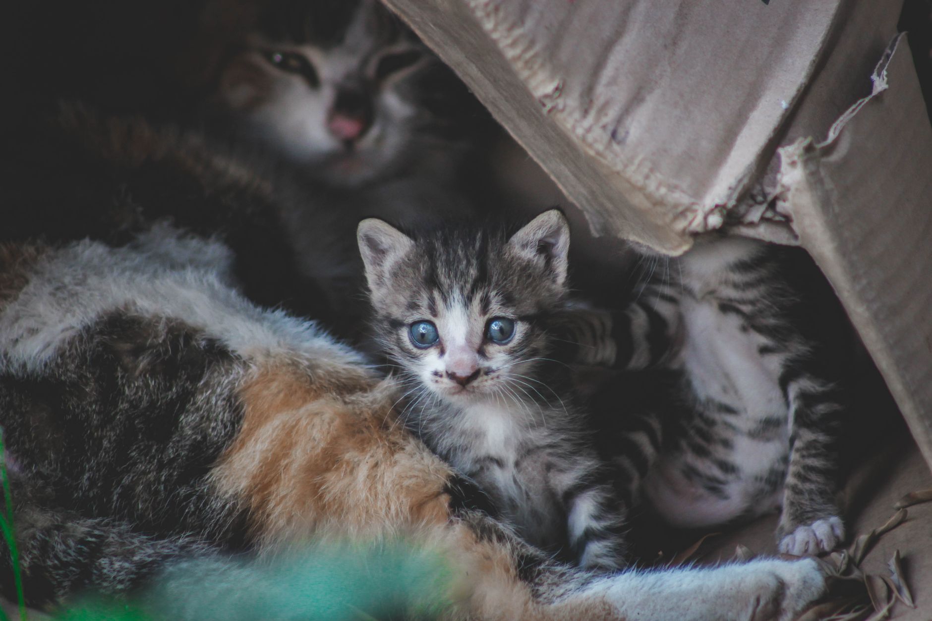 Litter Training Your Kitten: The Easy (Mess-Free) Guide