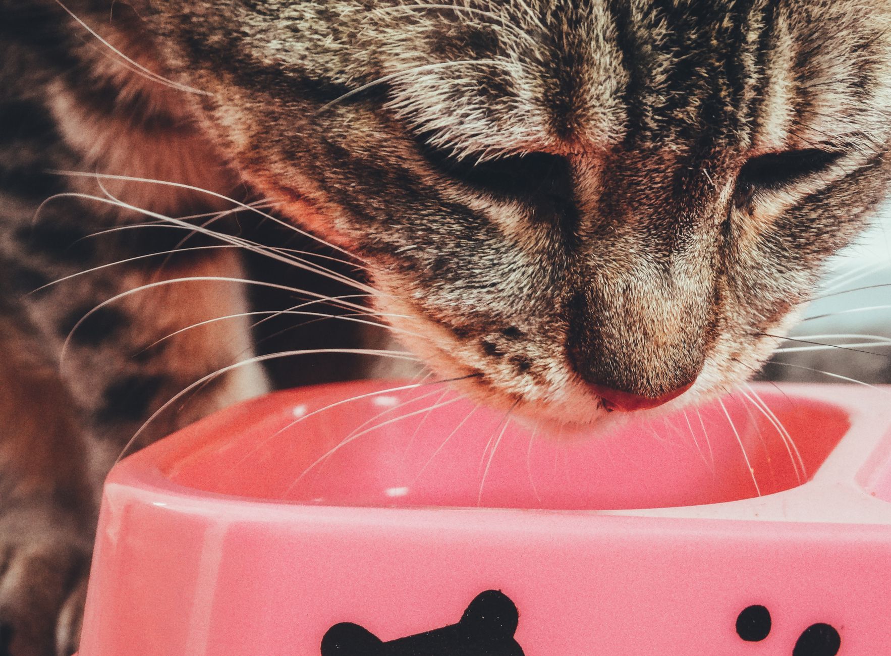 Senior Cat Nutrition: Sachat’s Complete Guide