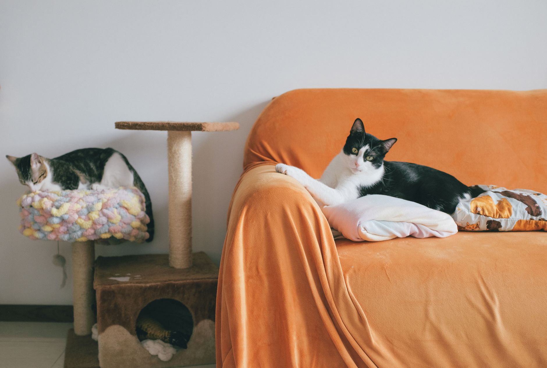 Why Does My Cat Scratch the Furniture? Solutions
