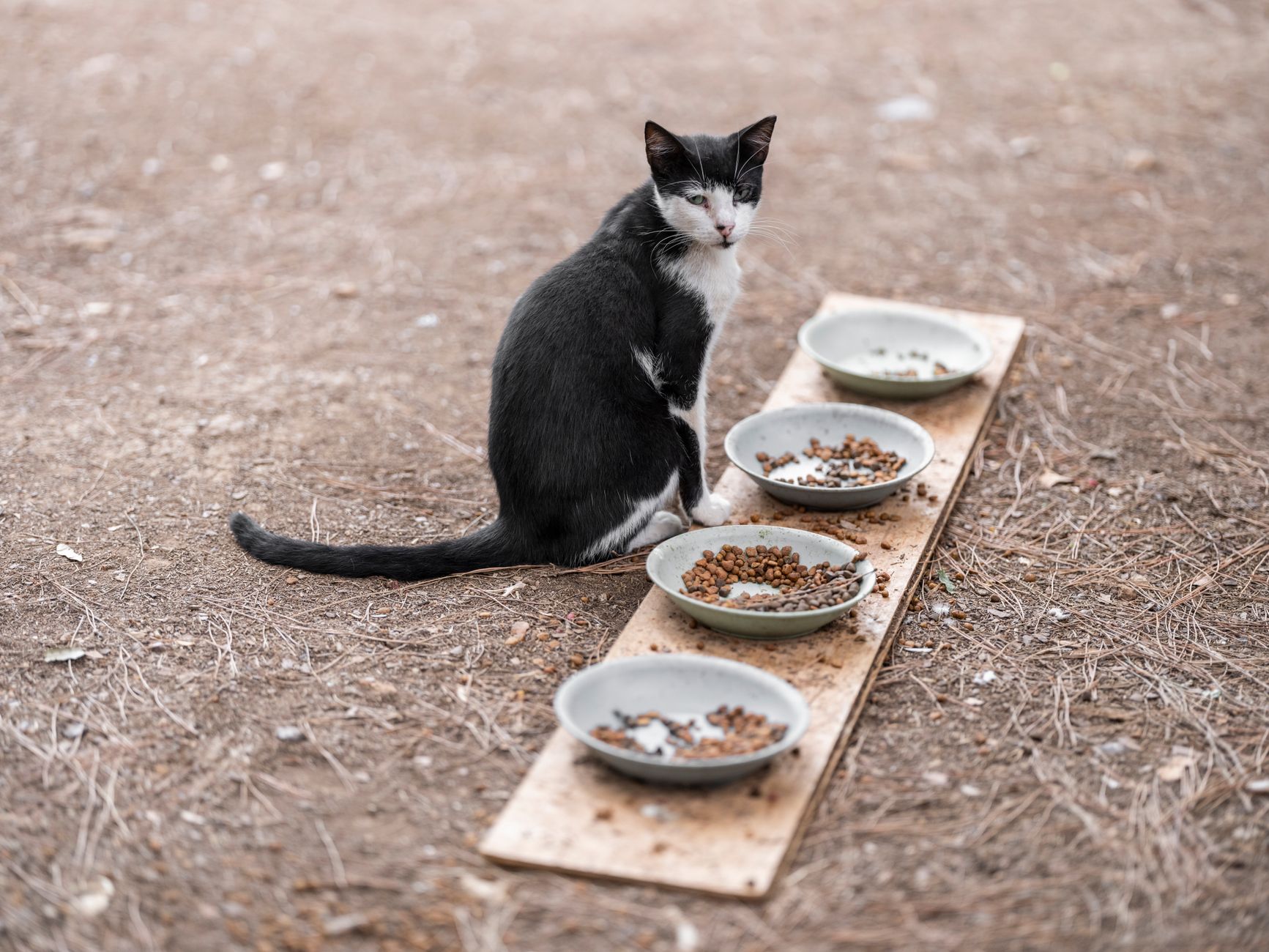 Two cats each eating from their own bowl