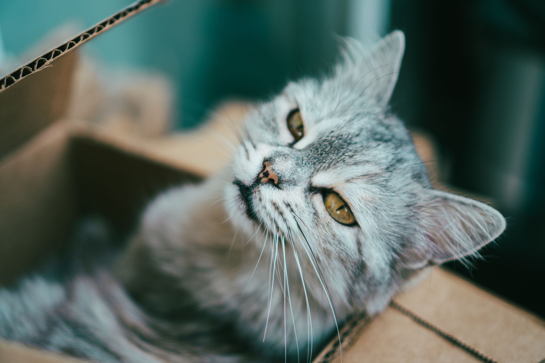 Cat stepping out of its litter tray