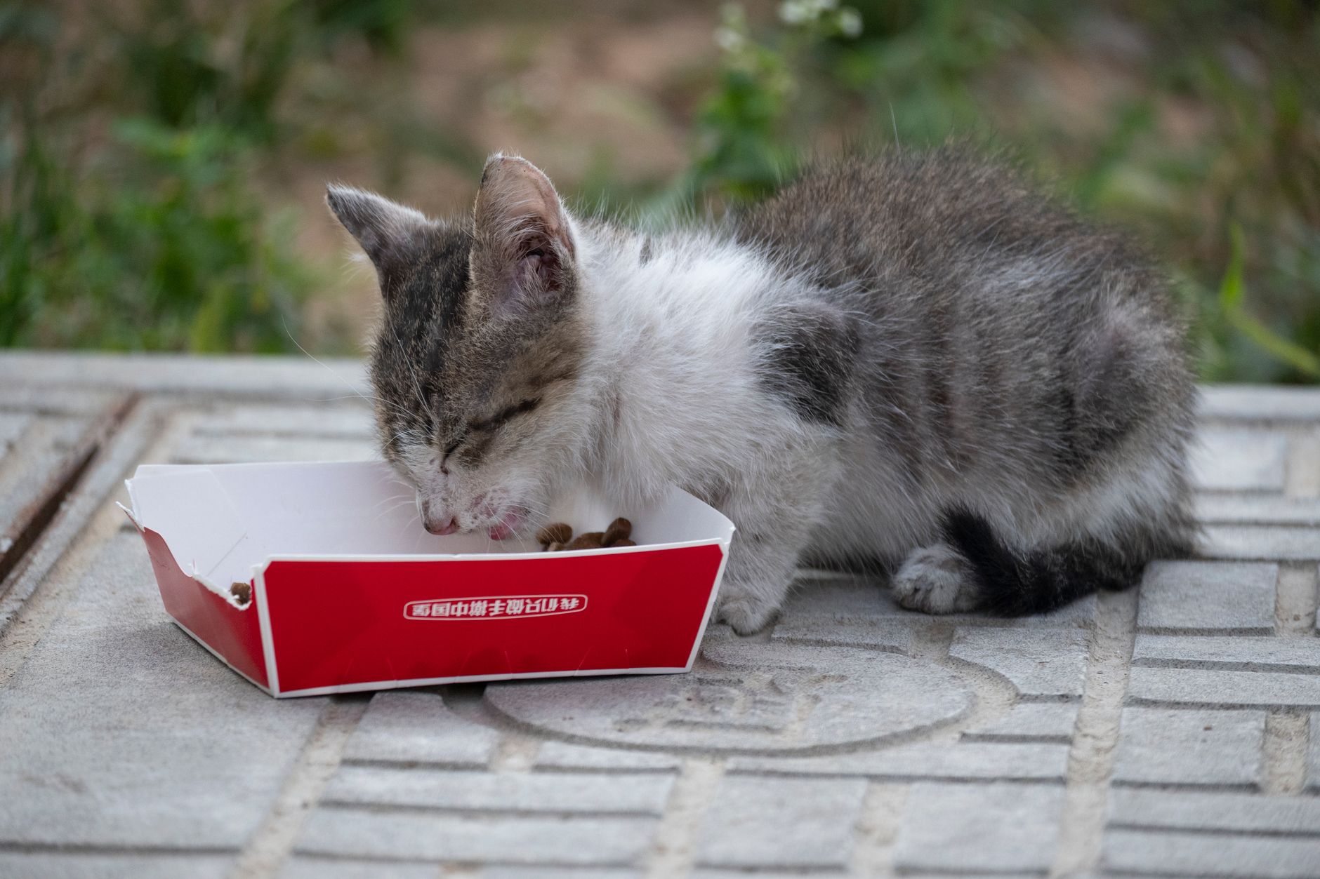 Weaning a kitten: age and stages (complete guide)
