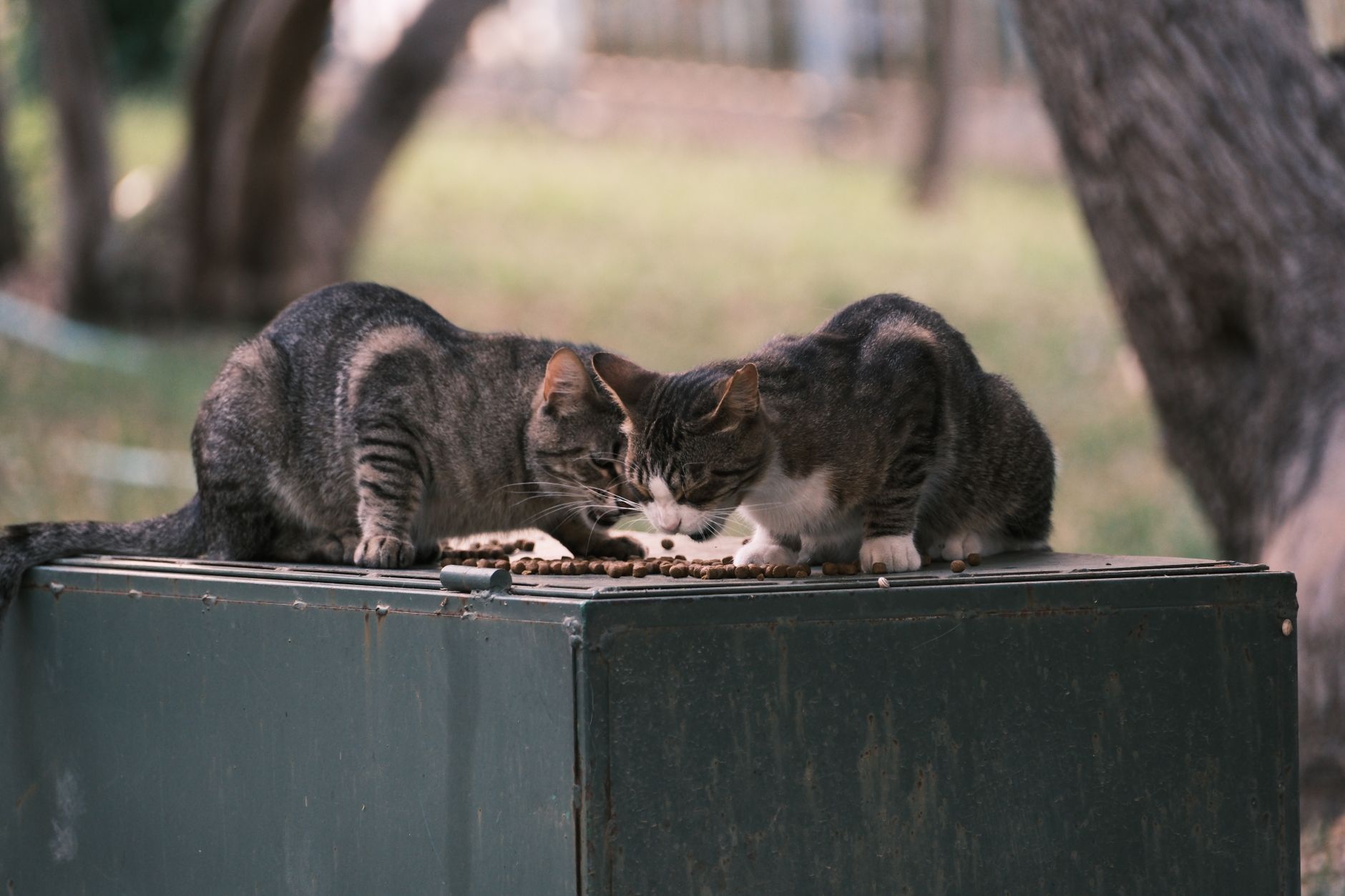 Feeding a kitten month by month: the guide