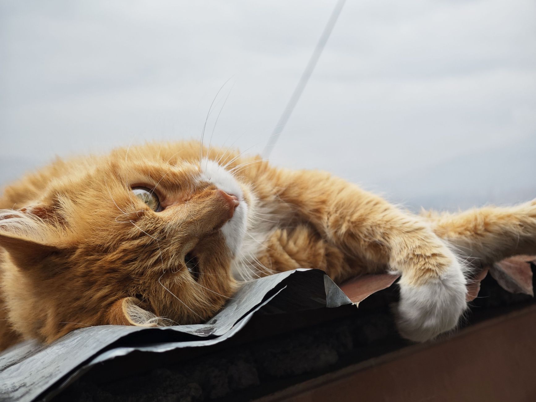 Arthritis in Cats: Easing It Naturally