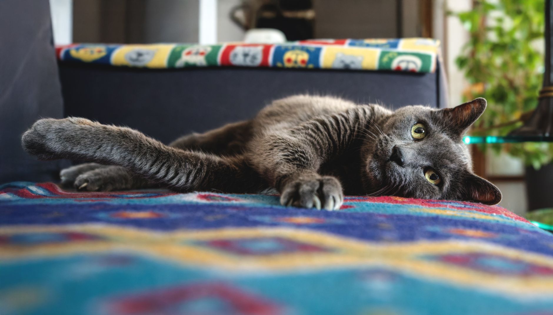 Senior Cat Losing Weight: Causes and What to Do