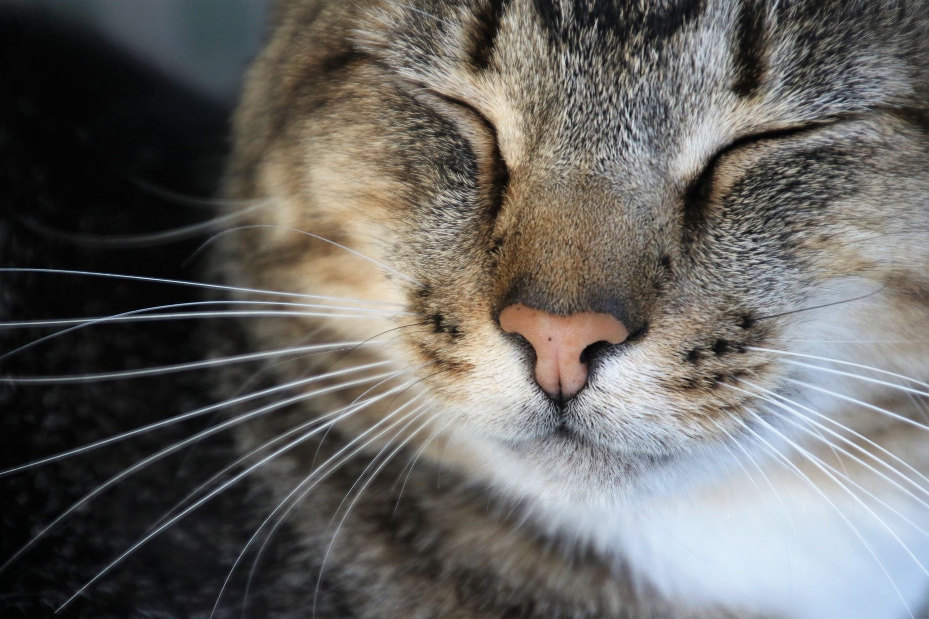 Kidney Failure in Cats: A Natural Way to Help